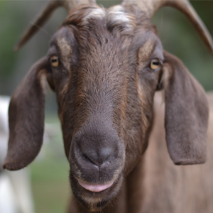 Nemoy the goat