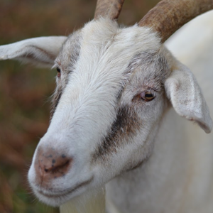 Priscilla the goat